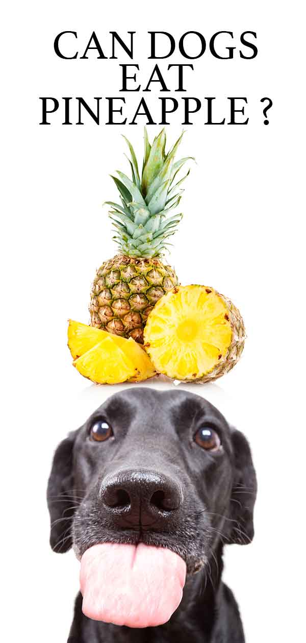 Can Dogs Eat Pineapple