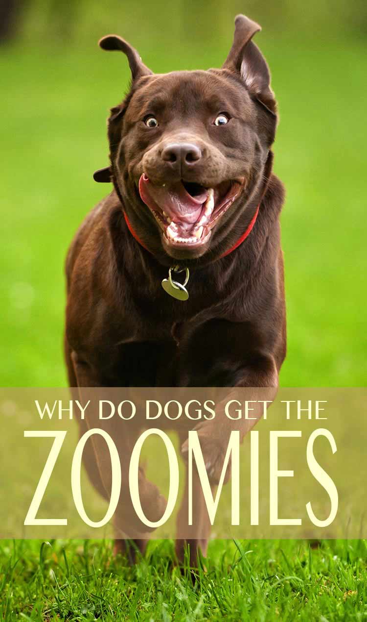 dog zoomies
