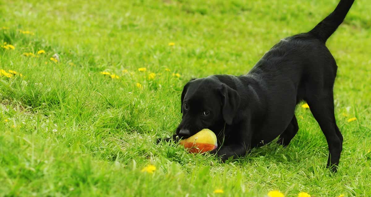 dog zoomies play bow