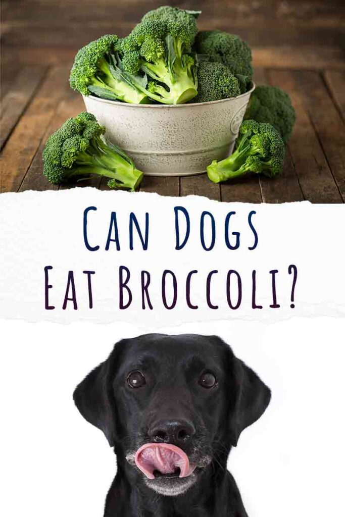 can dogs eat broccoli