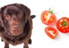 can dogs eat tomatoes