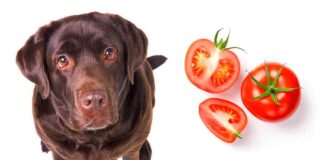 can dogs eat tomatoes