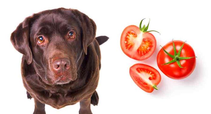 Can Dogs Eat Tomatoes Ripe And Red Vs Unripe And Green