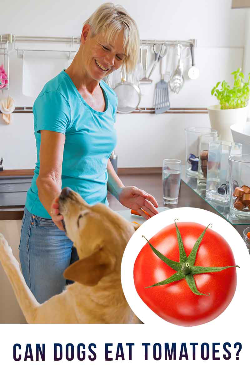 can dogs eat lettuce and tomatoes