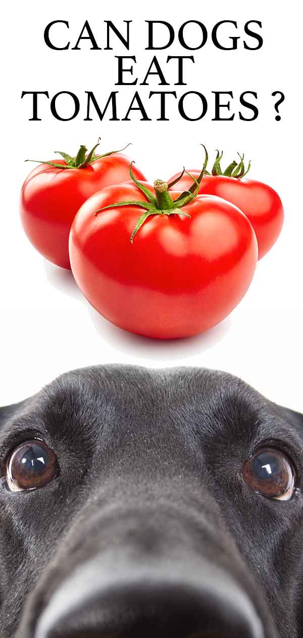 can dogs eat tomatoes