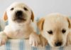 how can i get a labrador puppy