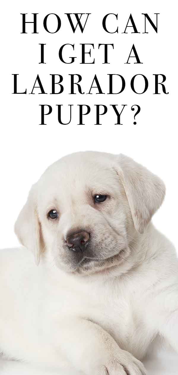 how can i get a labrador puppy