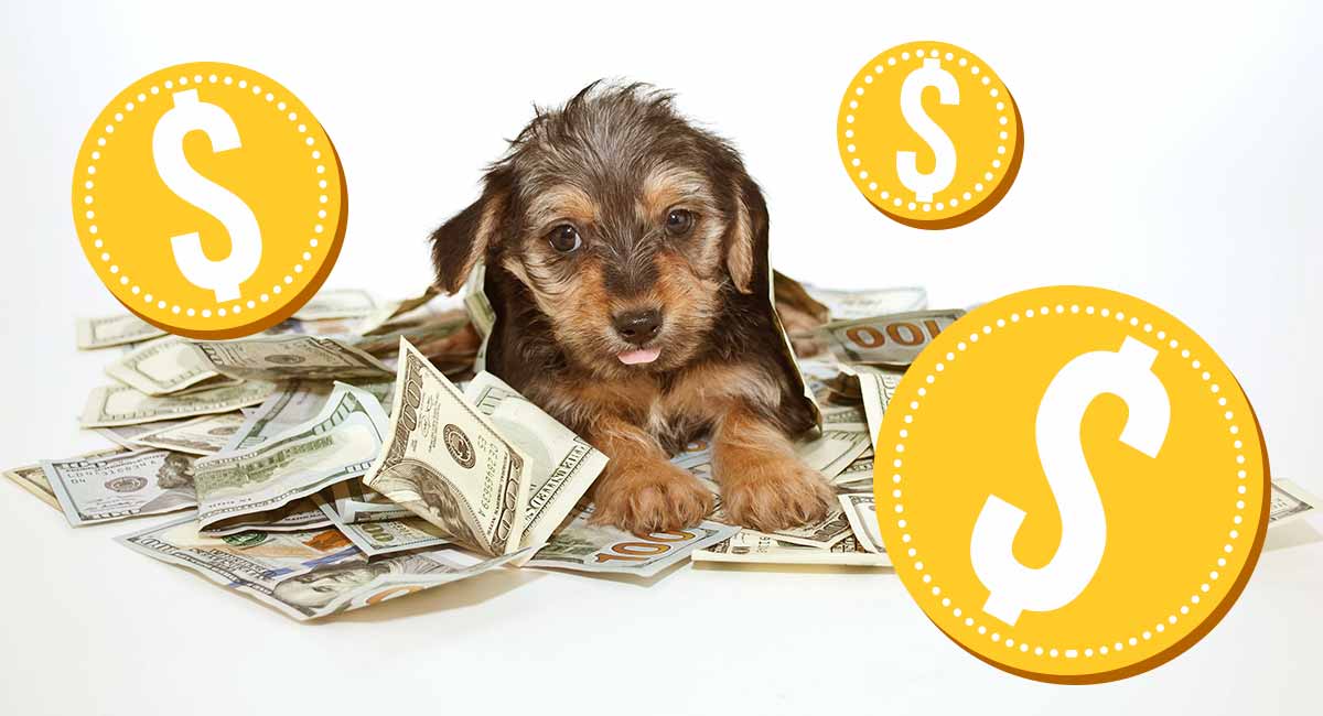 Most Expensive Dog – Which Breeds Cost the Most?