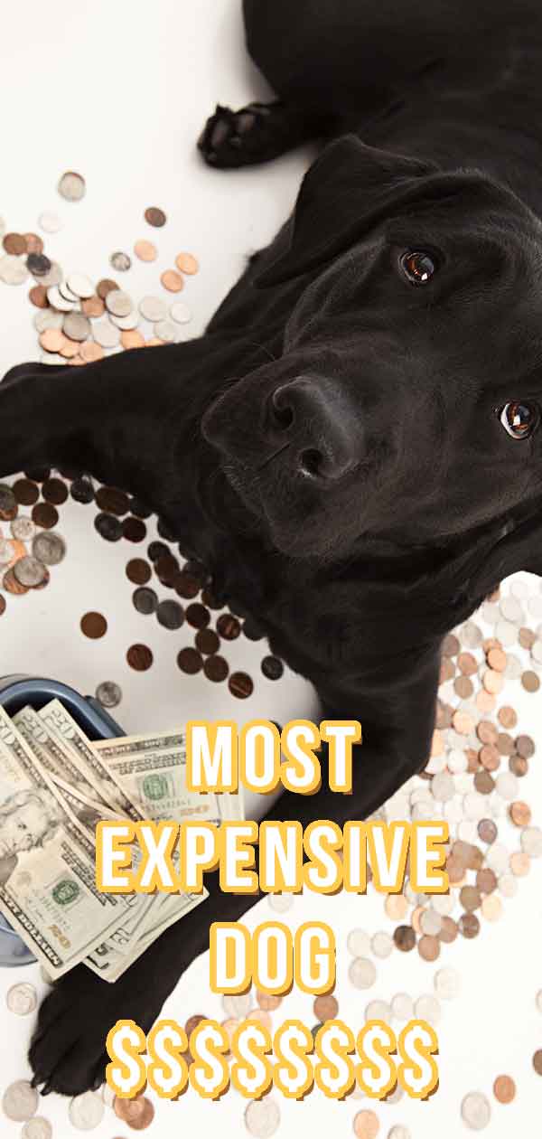 Most Expensive Dog Which Breeds Cost the Most?