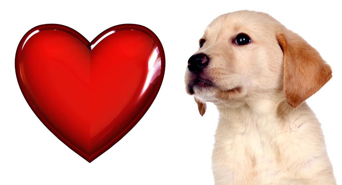 25 Adorable Valentine’s Day Gifts For Dogs - Perfect Presents For Pups
