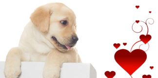 valentines day for dogs