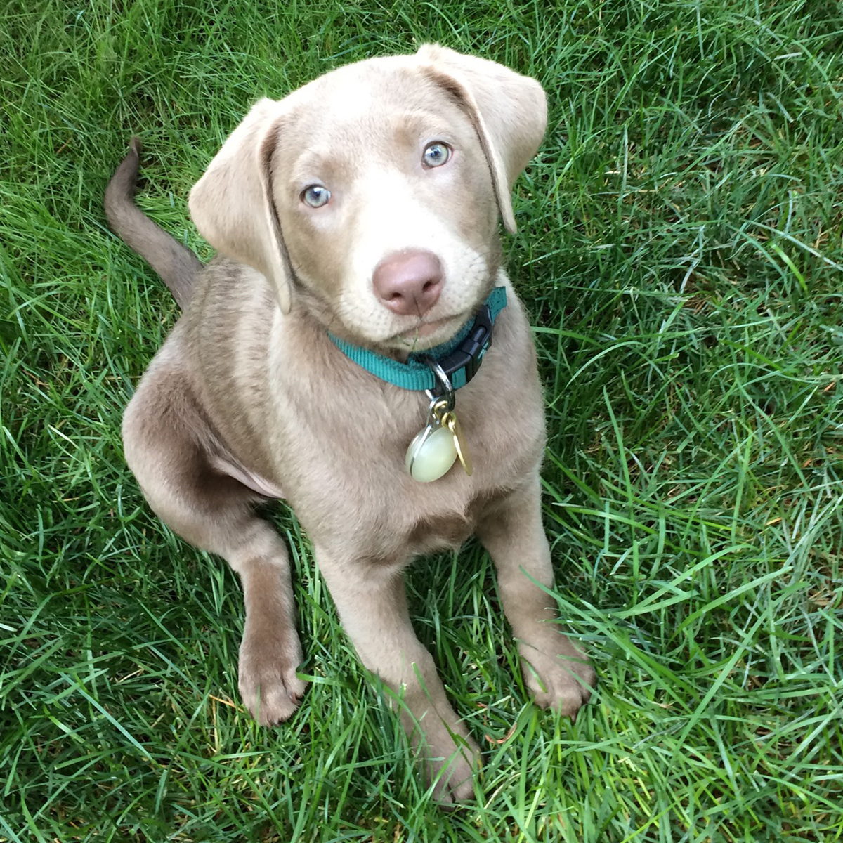 silver and chocolate lab mix