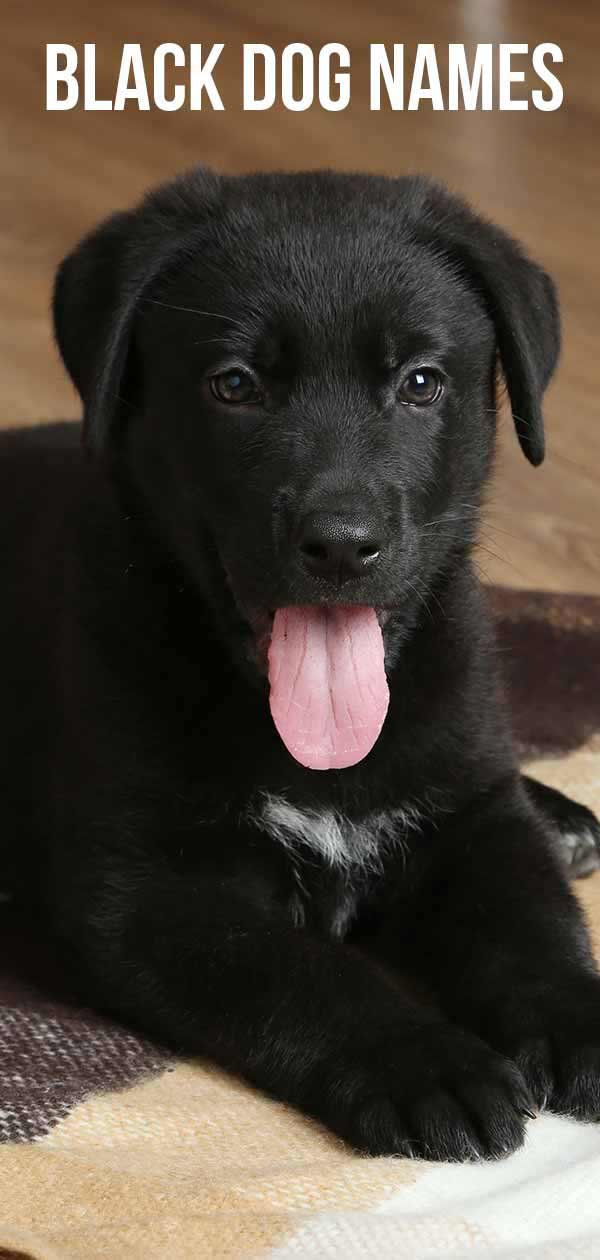 huge black furry dog