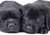 Black Lab - A Complete Guide to the Black Labrador Retriever