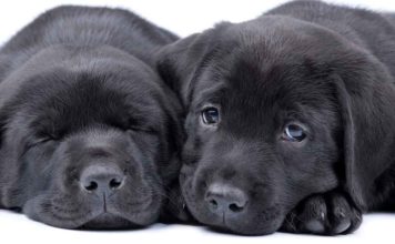 Black Lab - A Complete Guide to the Black Labrador Retriever