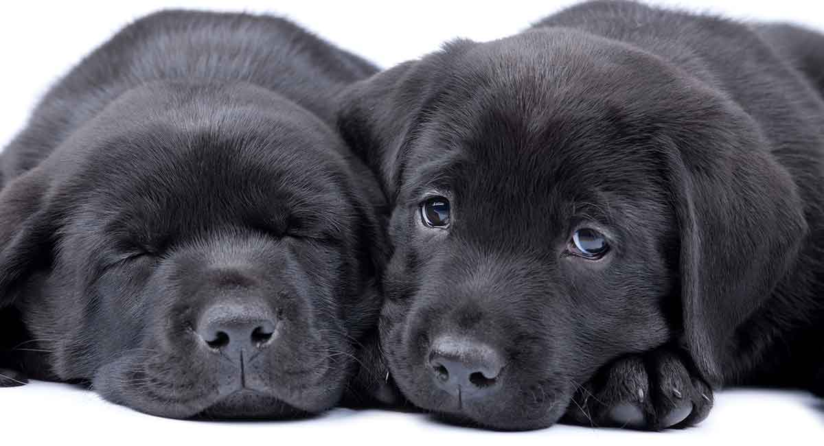 newborn black lab puppies