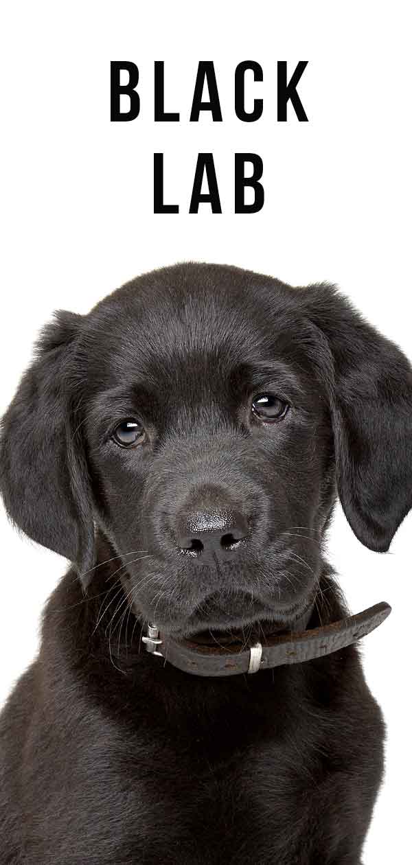 Un Guide complet du Retriever du Labrador noir