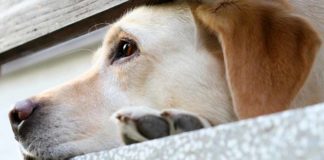 Doxycycline for dogs