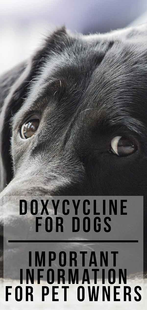 doxycycline for dogs