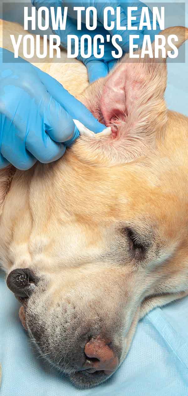 How to Clean Dogs' Ears - A Complete 