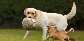 labrador temperament