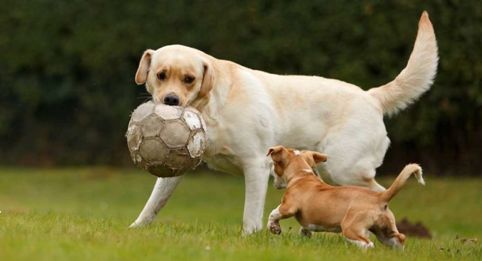 labrador temperament