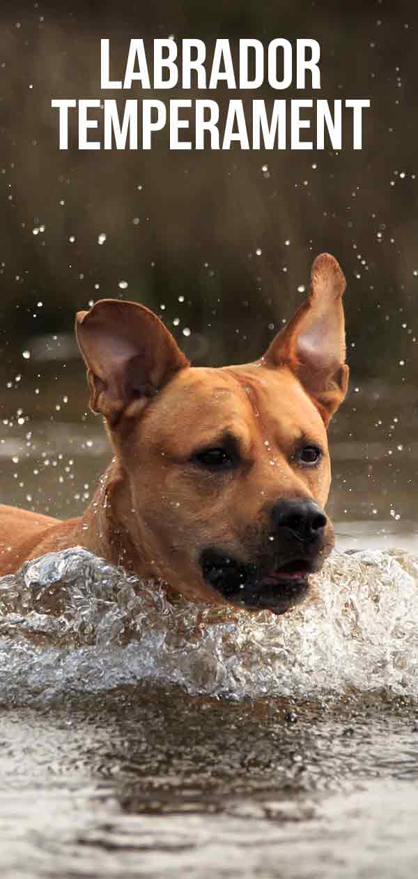 labrador temperament