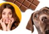 dog ate chocolate