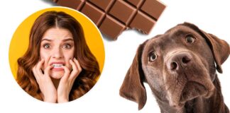 dog ate chocolate