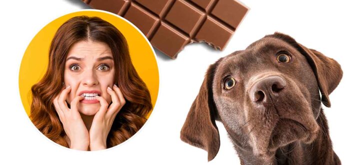 dog ate chocolate