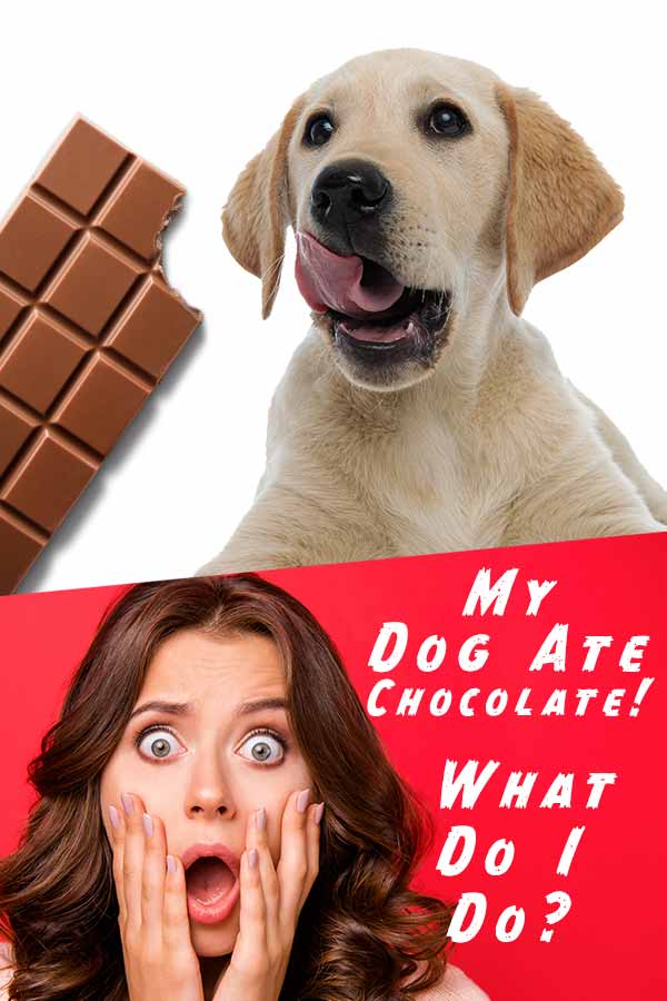 my dog ate chocolate