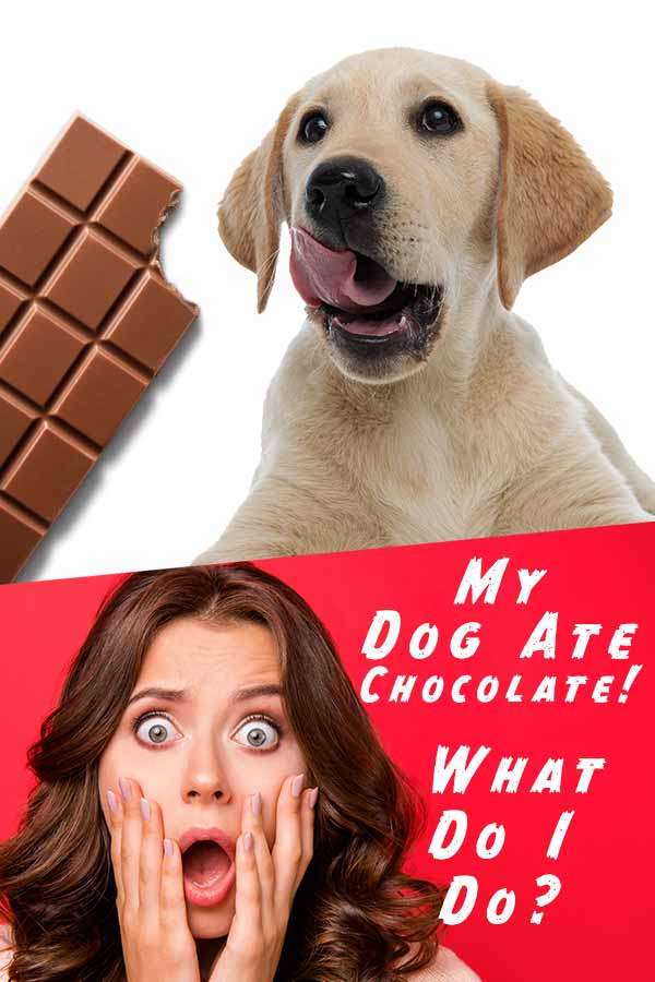 dog ate chocolate cupcake