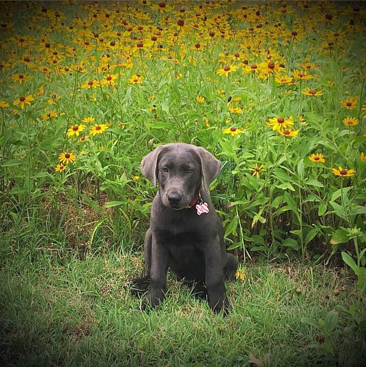 silver lab puppy 16 weeks old