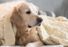 best dog beds for chewers