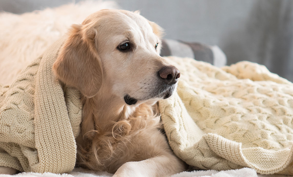 Best Dog Bed For Chewers - One He Can't Get His Teeth Into!