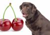 can dogs eat cherries