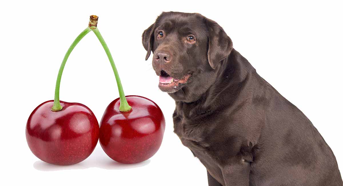 can cherries kill dogs