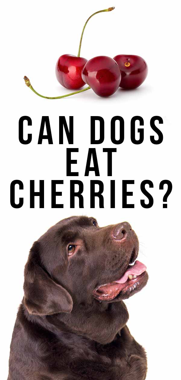 can cherries kill dogs