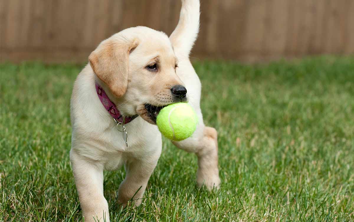 cute puppy playing with a ball