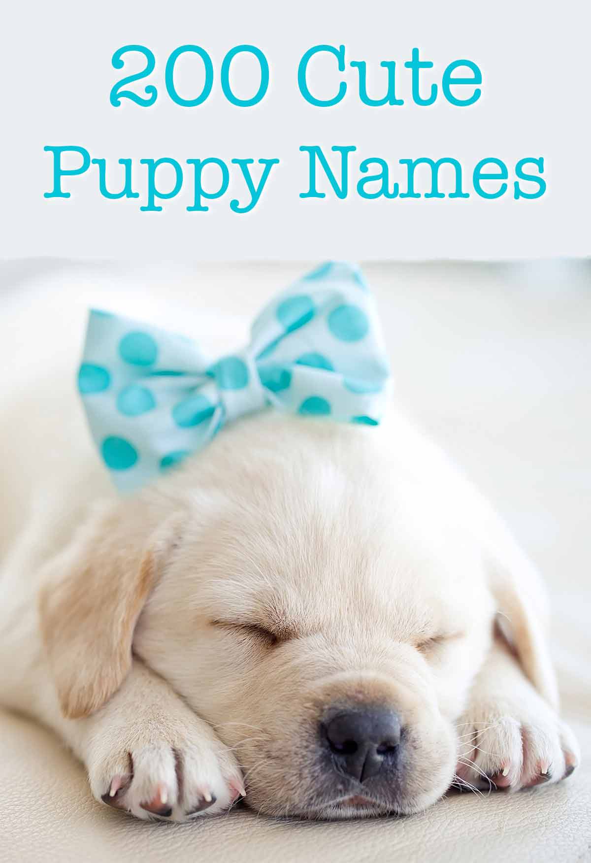 lindos nombres de cachorro