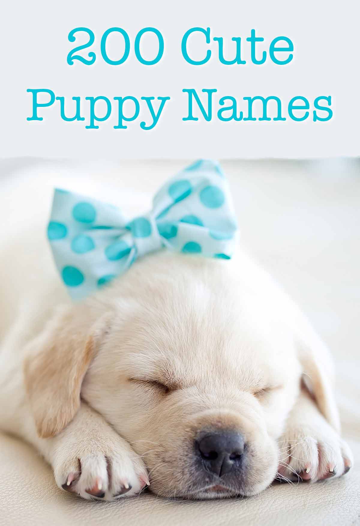 puppy dog names adorable puppies labrador dogs thelabradorsite naming boy awesome female babies animals unique funny jooinn brown logic same