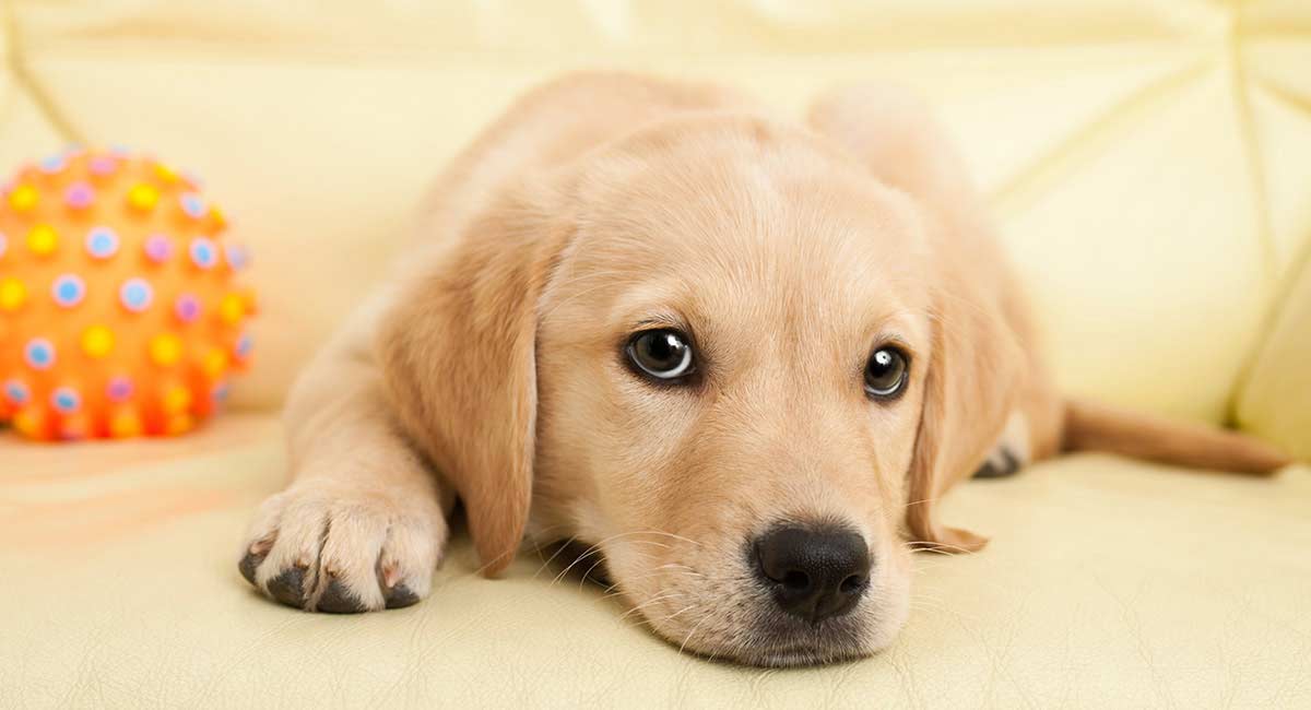 lindos nombres de cachorros