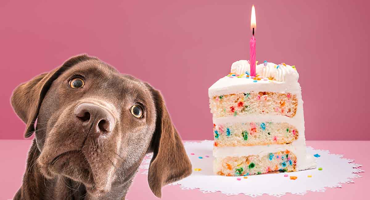 cake mix safe for dogs