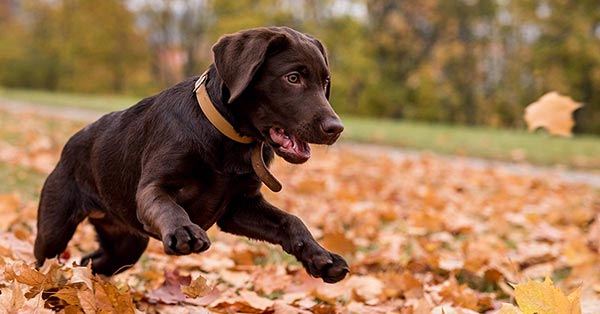 at what age do labradors calm down