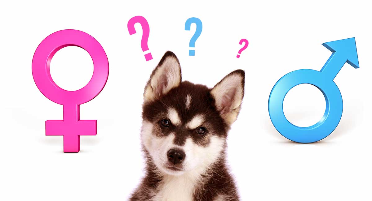 how can you tell between a male and female dog