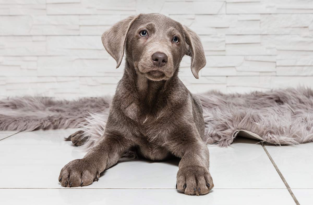 silver and chocolate lab puppies