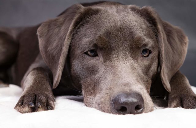 webkinz silver labrador