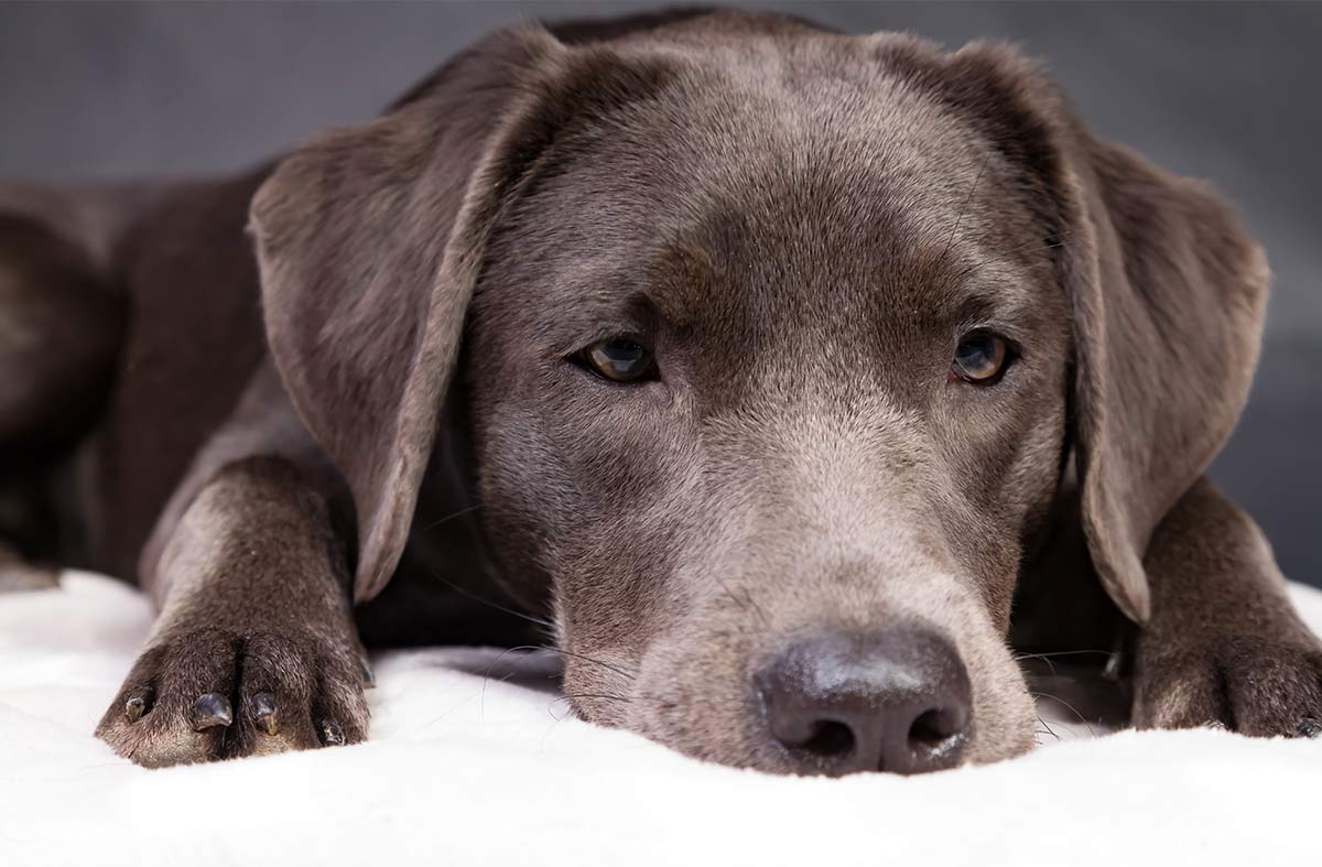 silver labrador retriever laying down