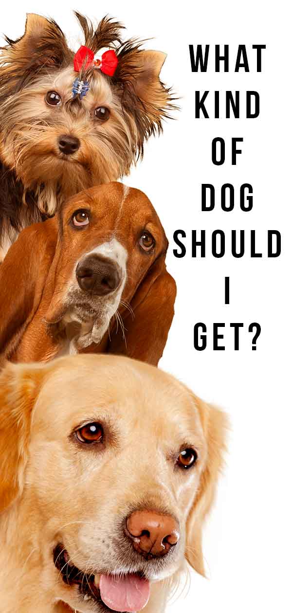 What Kind Of Dog Should I Get For My Family And Lifestyle?