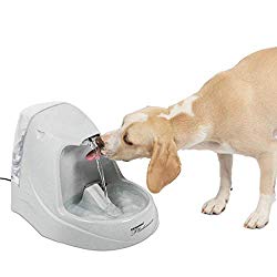 Best Dog Water Dispenser